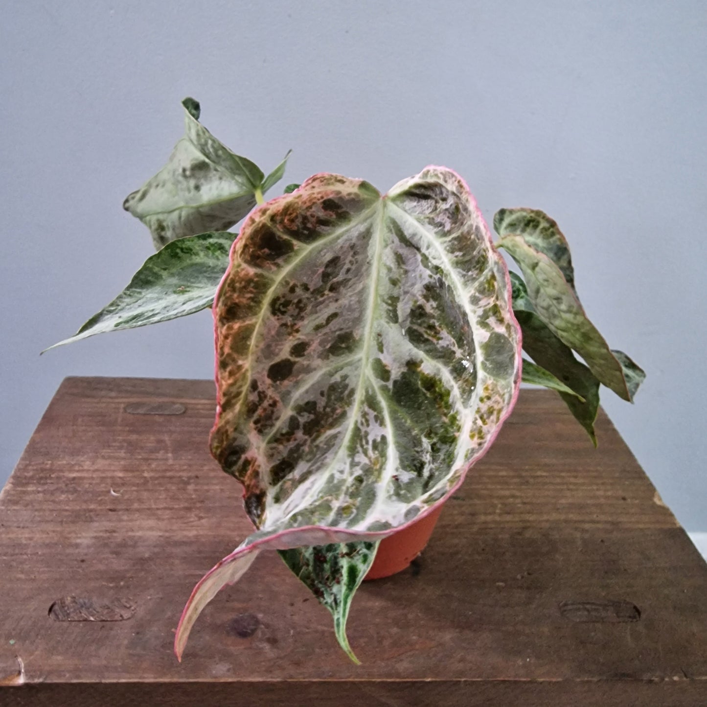 Anthurium Silver Blush – Mint Variegation – 12cm Pot