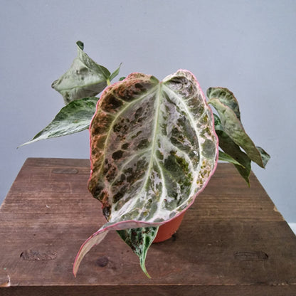 Anthurium Silver Blush – Mint Variegation – 12cm Pot