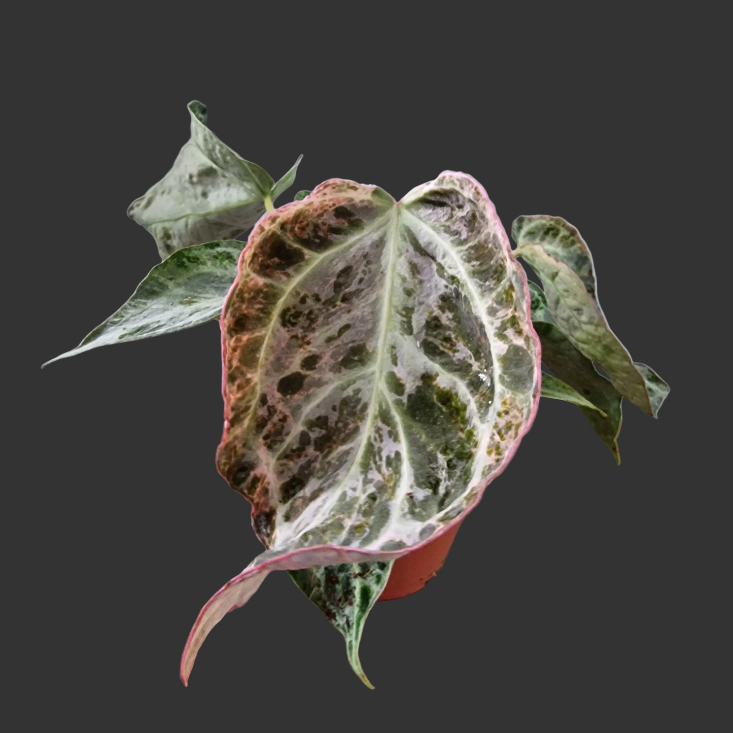 Anthurium Silver Blush – Mint Variegation – 12cm Pot