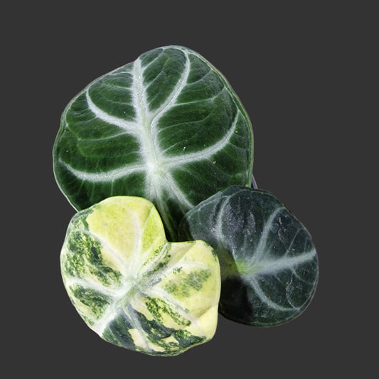 Alocasia Ninja Variegated Rare Houseplant 6cm pot (1)
