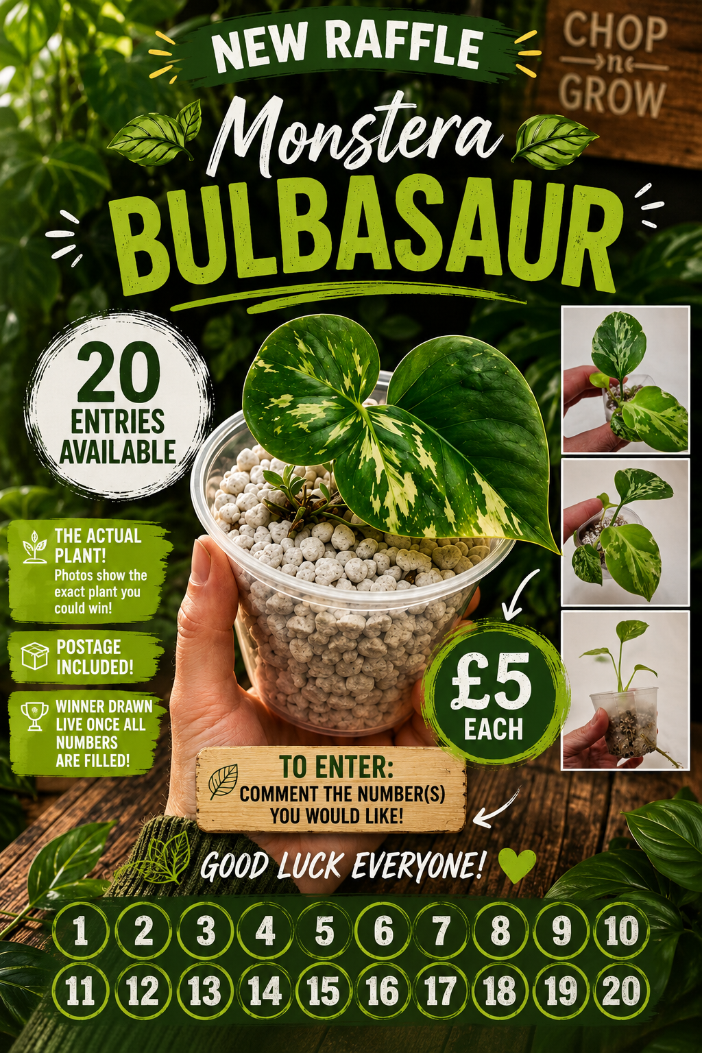 Monstera Bulbasaur see description