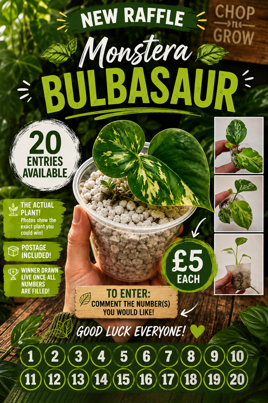 Monstera Bulbasaur see description
