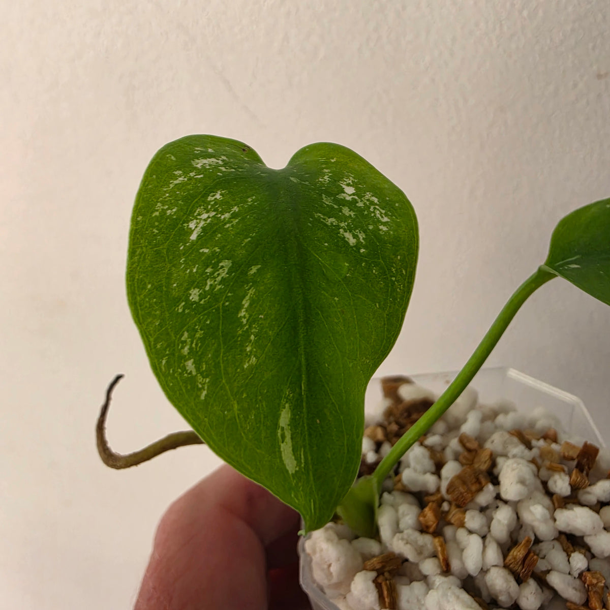 Monstera Devil – Acclimatised TC - Exact Plant (6) See Description