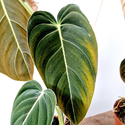 Philodendron Melanochrysum Houseplant 12cm pot