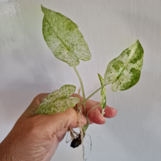 Alocasia Macrorrhiza Splash rooted in Water