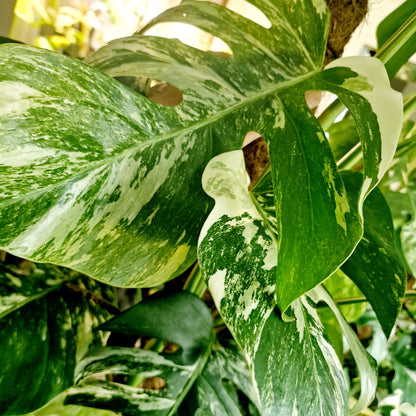 Monstera Albo Top 2 Leaf Cutting