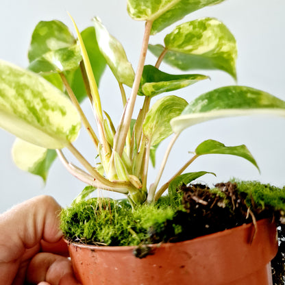 Philodendron Burle Marx Variegata Houseplant 10.5cm pot (2)