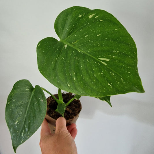 Monstera Thai Constellation Rare Houseplant 11cm pot (1e)