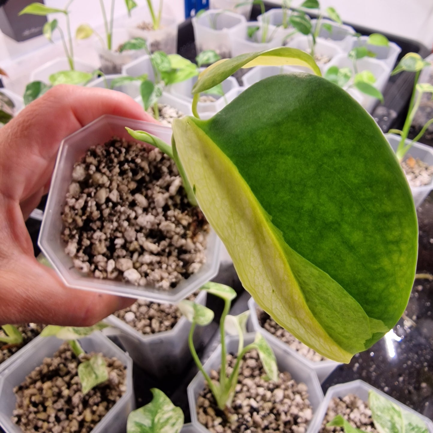 Monstera Electrolight Variegated – Exact Plant (#1)