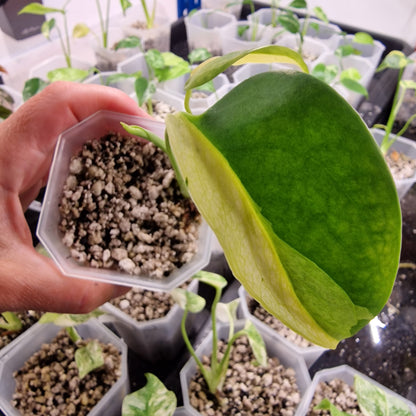 Monstera Electrolight Variegated – Exact Plant (#1)