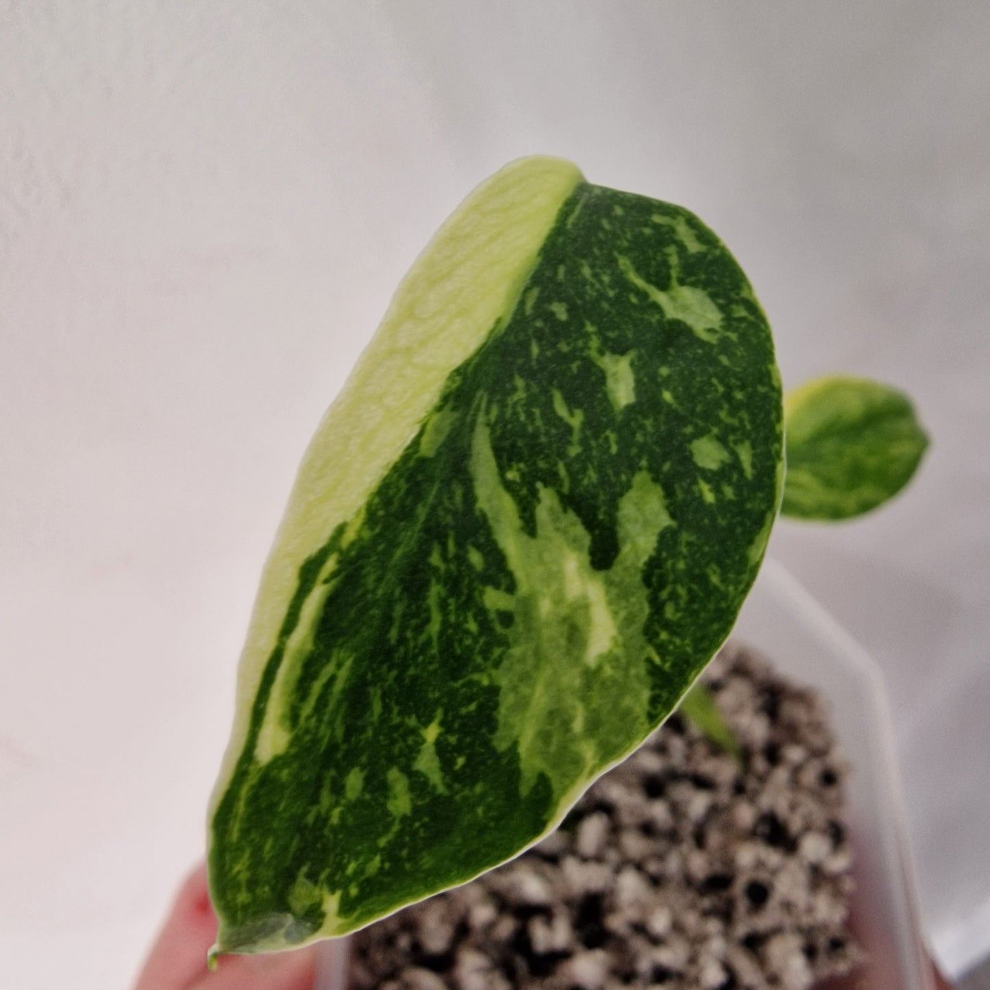 Monstera Electrolight Variegated – Exact Plant (#2)