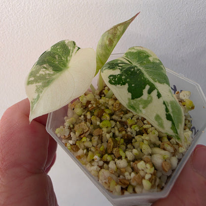 Alocasia longiloba Aurea Variegated #4
