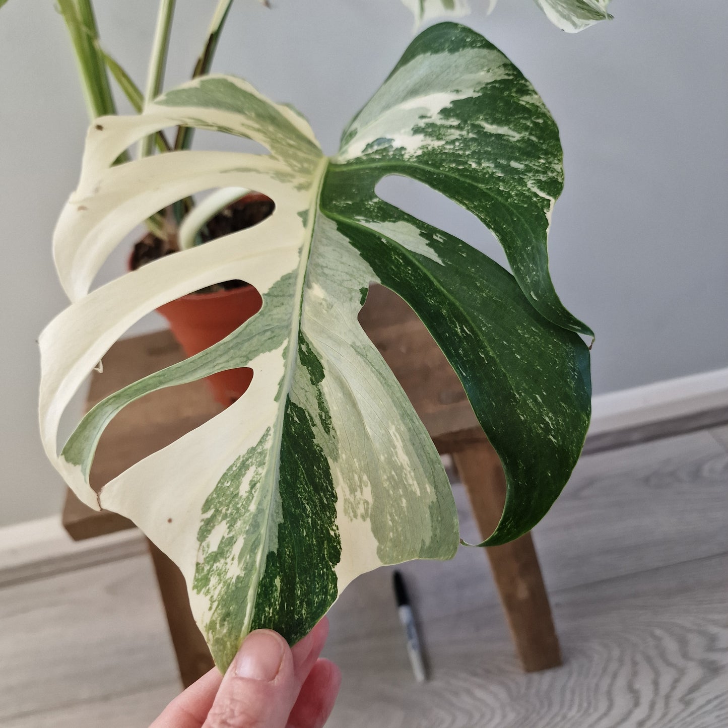 Monstera Albo ‘Super White’ – 15cm Pot (#1)