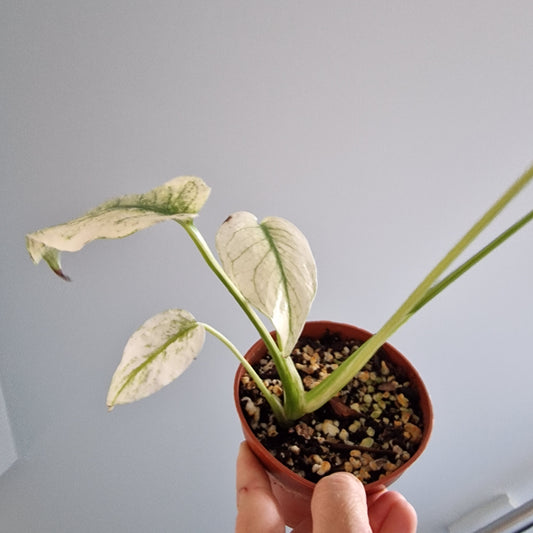 Monstera Mint Rare Houseplant 10.5cm pot (c)