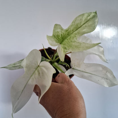 Philodendron Florida Ghost Rare Houseplant 12cm pot
