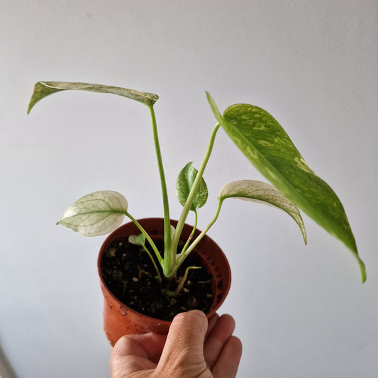 Monstera Deliciosa Mint Variegata Rare Houseplant 10.5cm pot (5)
