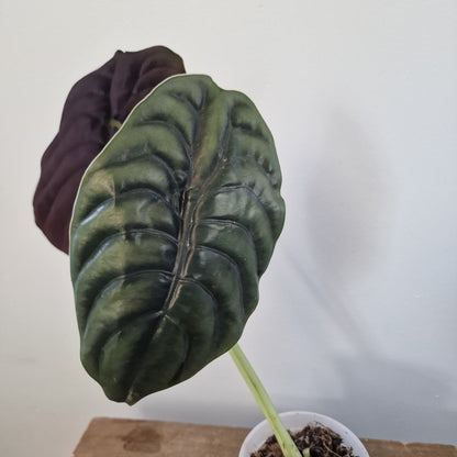 Sold Rosie - Ecuagenera Rehab Alocasia Cuprea (A34)