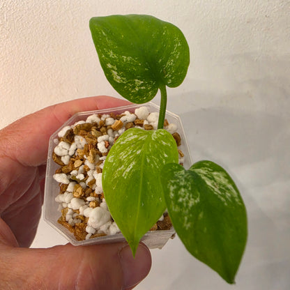 Monstera Devil – Acclimatised TC - Exact Plant (7) See Description