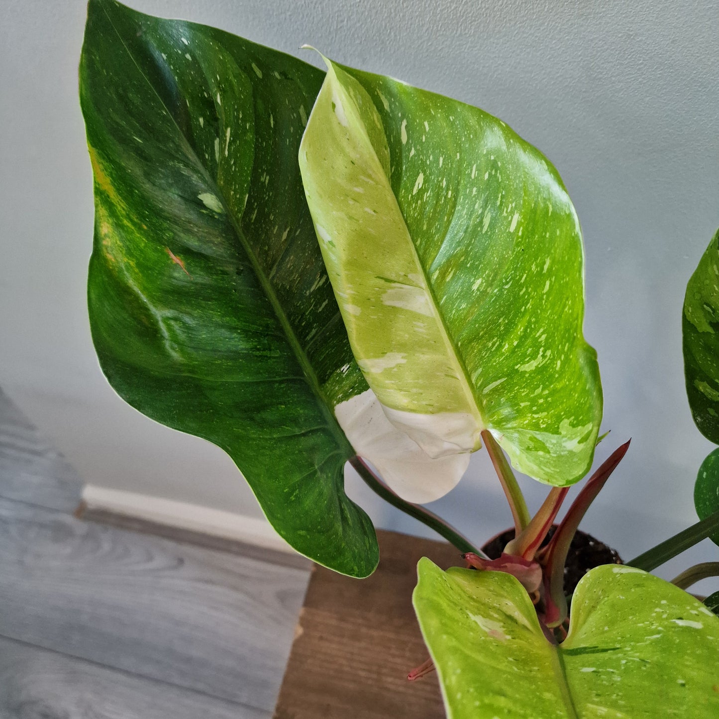 Philodendron ‘Fresh Aurea’ – 14cm Pot (#1)