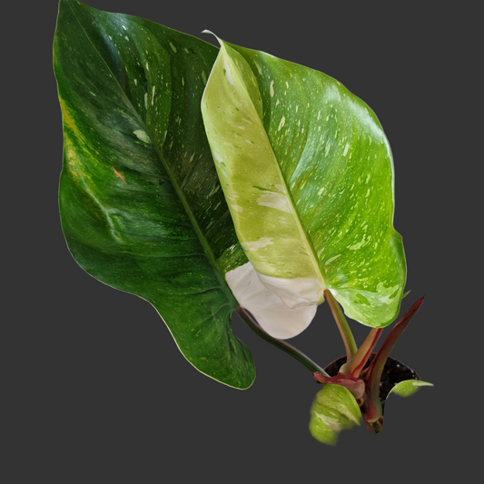 Philodendron ‘Fresh Aurea’ – 14cm Pot (#1)