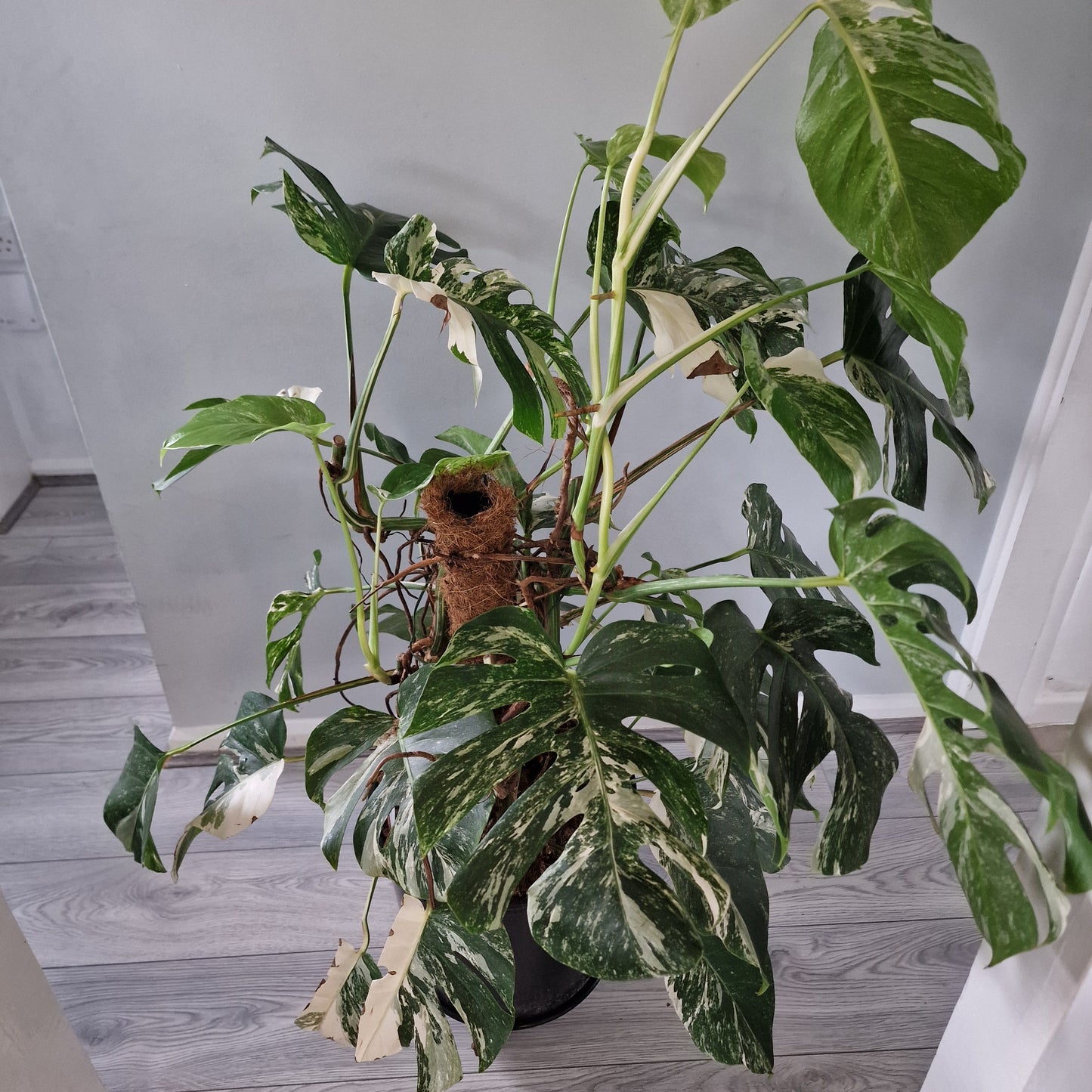 Monstera Albo approx 10 Plants in the 30cm Pot - 130cm tall collection only.