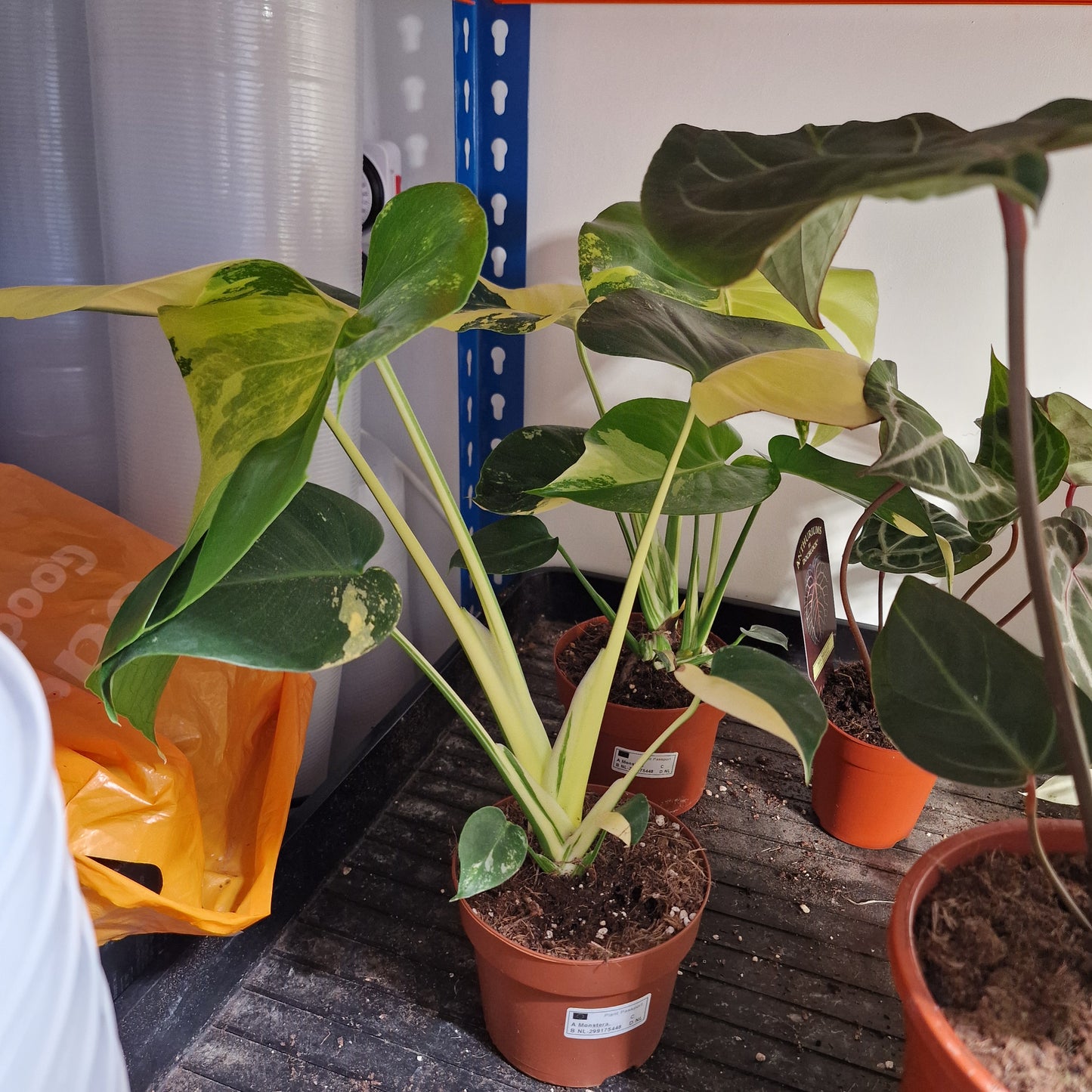 Pre order for early Dec Super highly Variegated Monstera Aurea