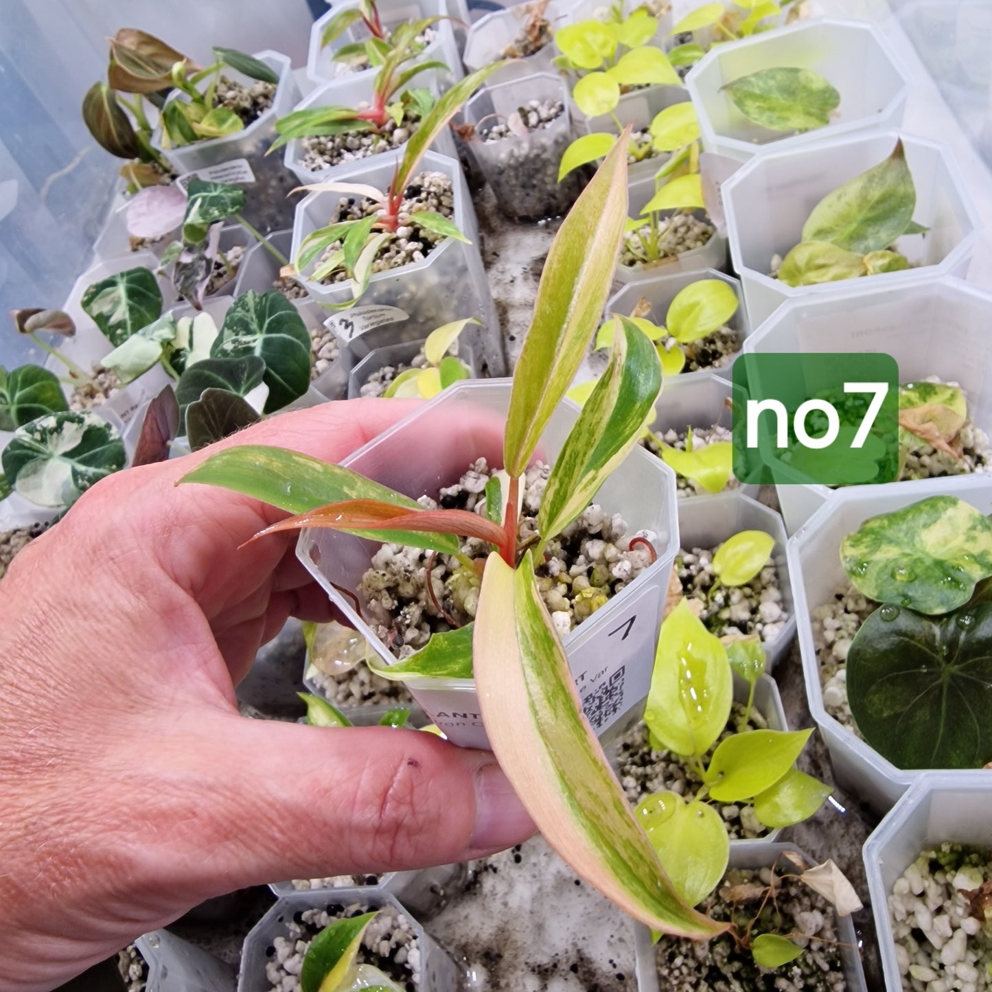 Philodendron Caramel Marble - choose your own