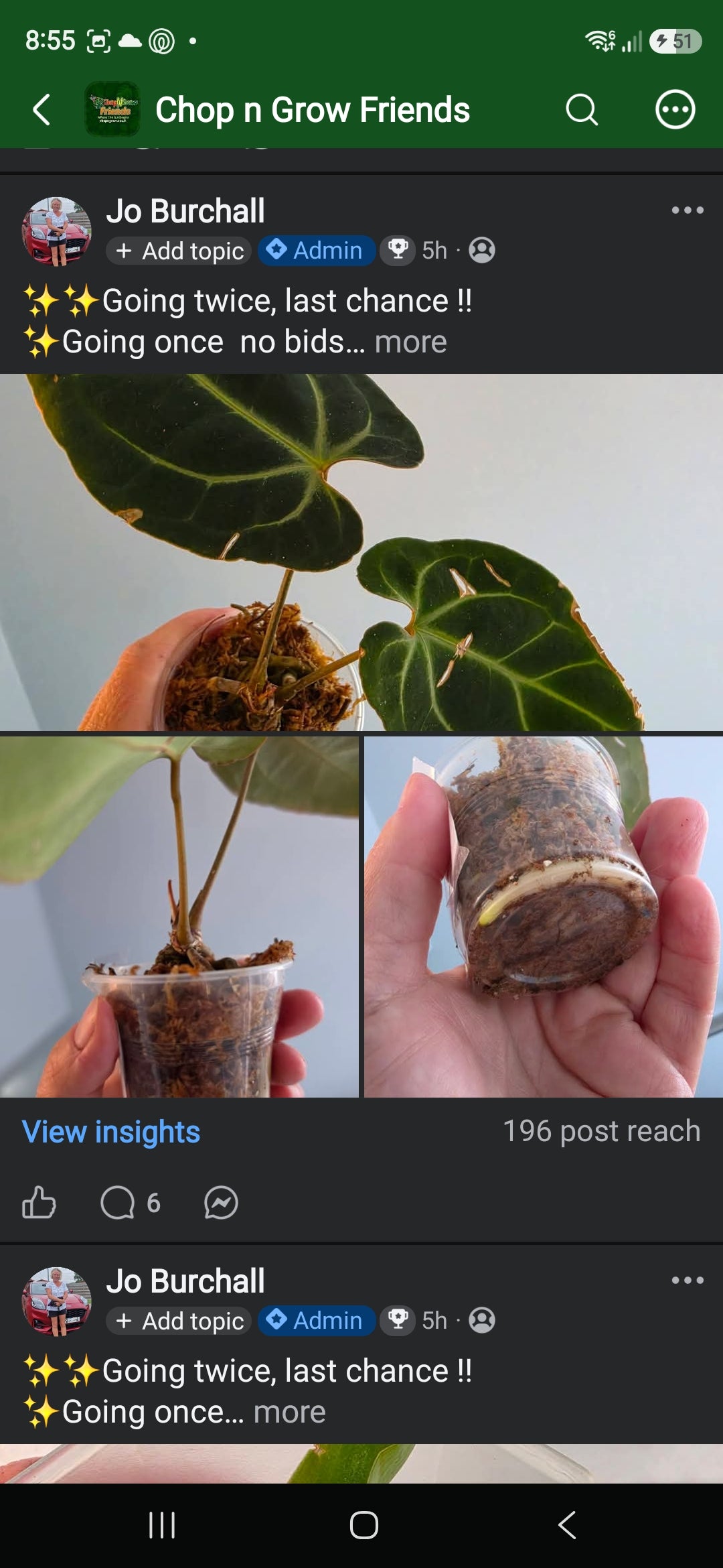 Sunday CnG Sale - Kiesha Anthurium Besseae