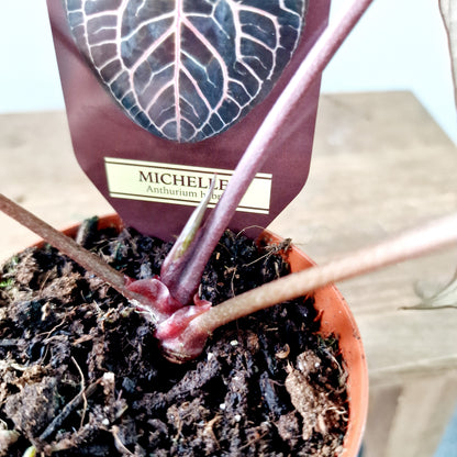 Anthurium Michelle by DocBlock Houseplant 9cm pot (3)