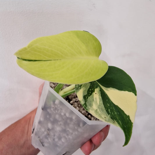 Monstera Electrolight Variegated – Exact Plant (#5)