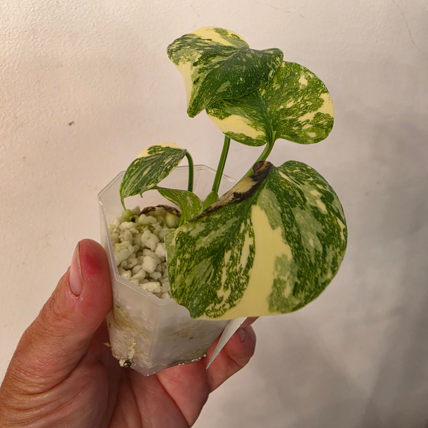 Monstera Crème Brûlée – Exact Plant No. 10 - See Description