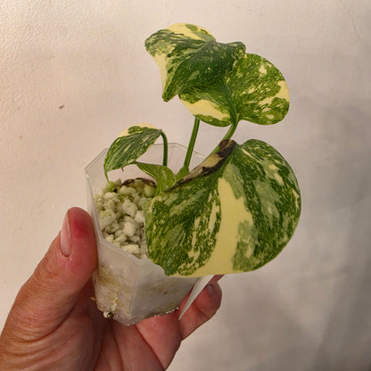 Monstera Crème Brûlée – Exact Plant No. 10 - See Description