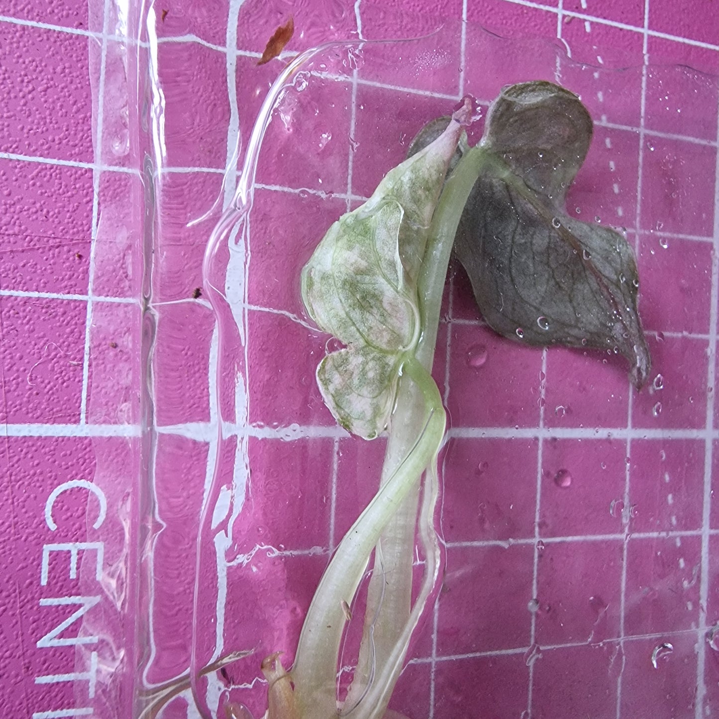 Alocasia Cuprea ‘Nom Yen’ Variegated – Tissue Culture Plant (In Vitro)