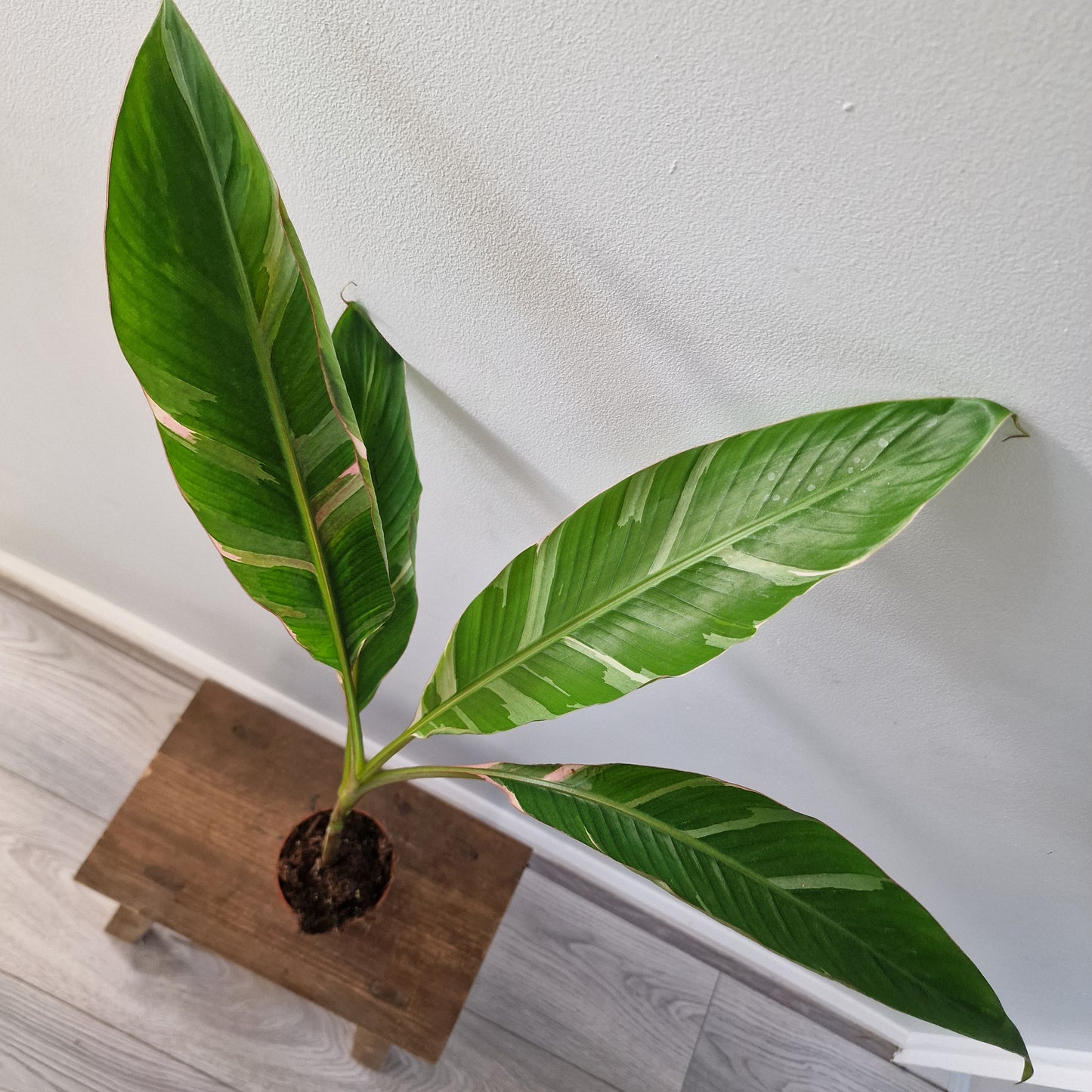 Musa ‘Nono’ – 10.5cm Pot (#1)