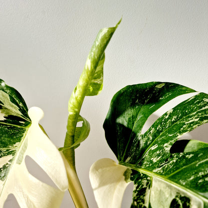 Monstera Albo Super White Houseplant 15cm pot (1)