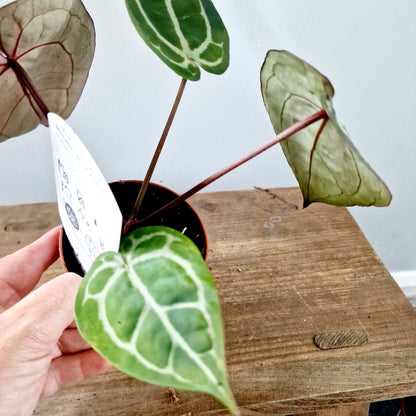 Anthurium Michelle by DocBlock Houseplant 9cm pot (2)
