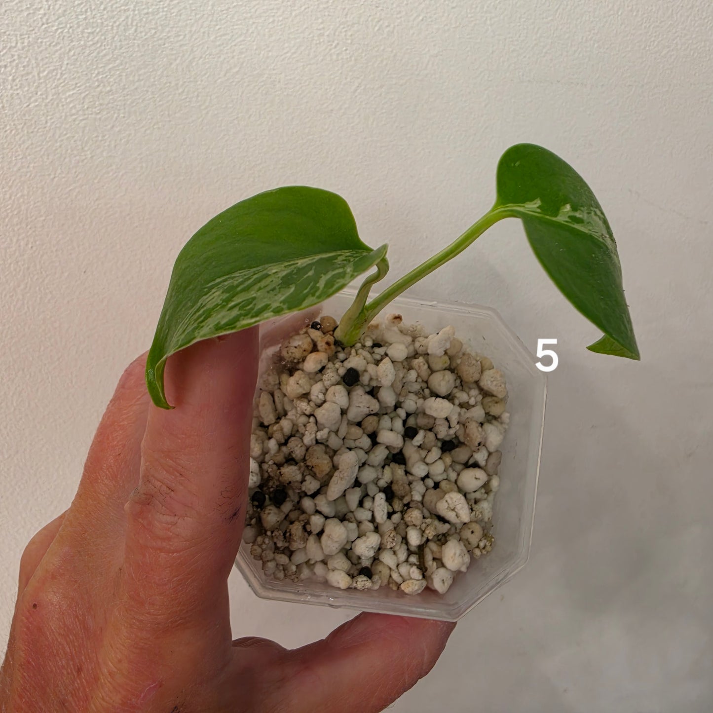 Monstera Bulbasaur 7cm pot – Choose Your Own