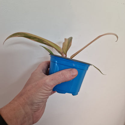 Philodendron Caramel Marble Rare Houseplant 9cm pot