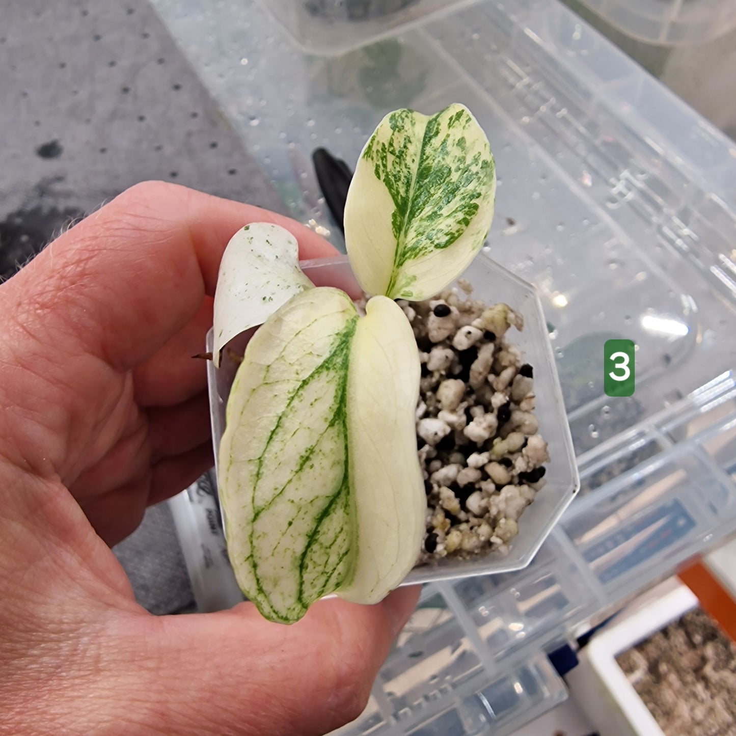 White Monstera – Choose Your Plant