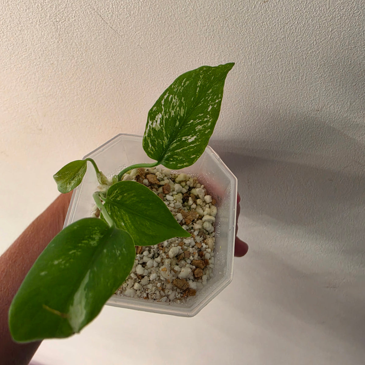 Monstera Devil – Acclimatised TC - Exact Plant (8) See Description