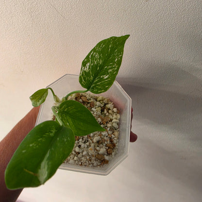 Monstera Devil – Acclimatised TC - Exact Plant (8) See Description