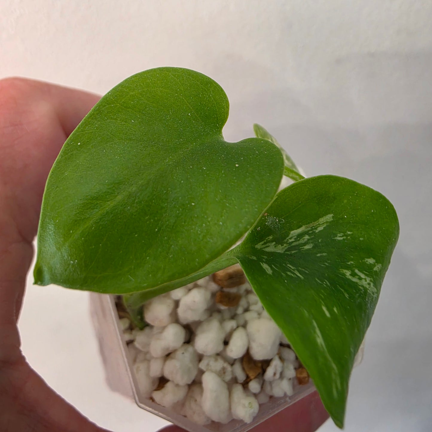 Monstera Devil – Acclimatised TC - Exact Plant (4) See Description