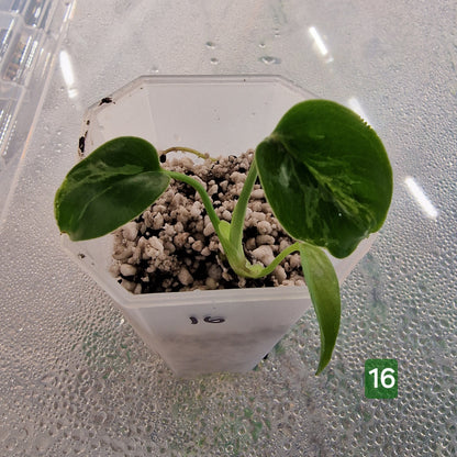 Monstera Bulbasaur – Choose Your Exact Plant (Acclimatising TC Batch) see description