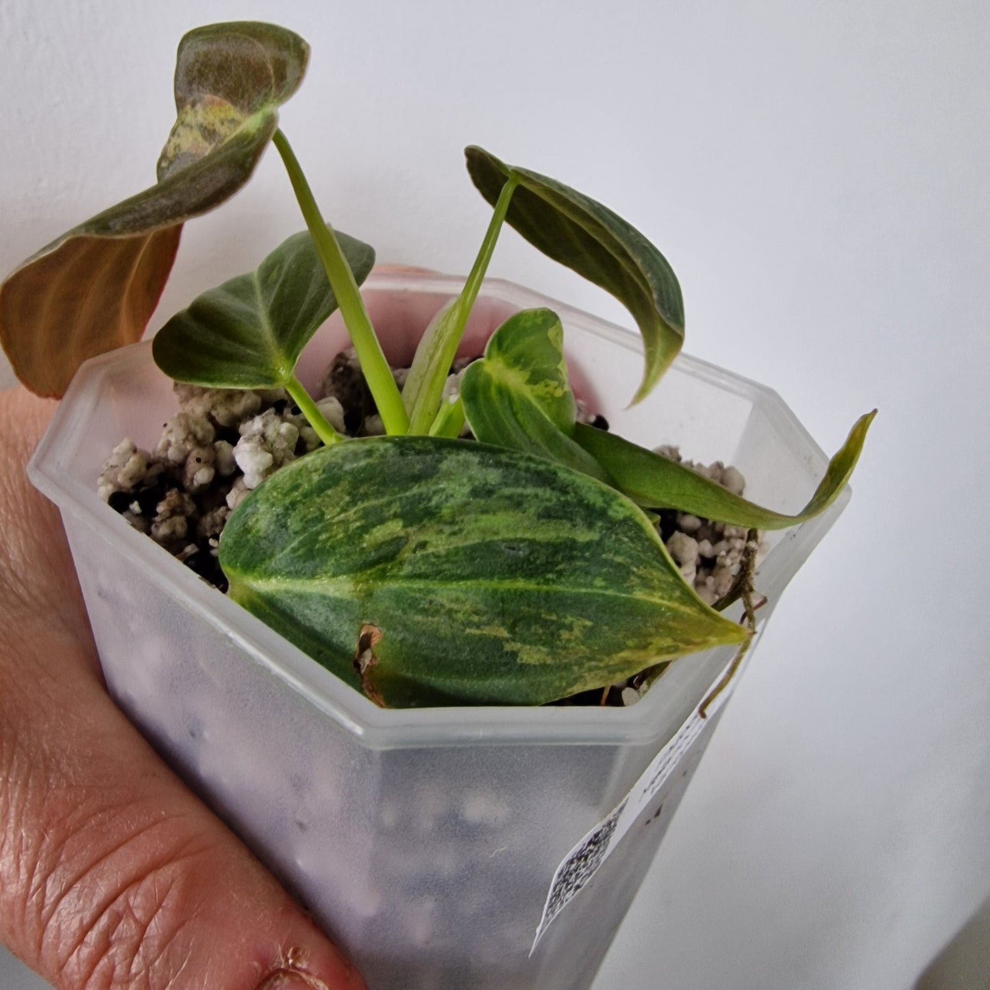 Philodendron Melanochrysum Variegated  – Young Exact Plant (#1)
