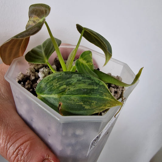 Philodendron Melanochrysum Variegated  – Young Exact Plant (#1)