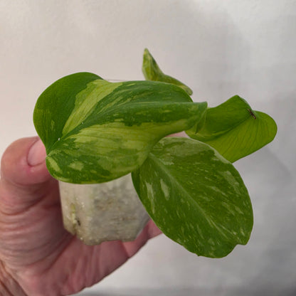Monstera Electrolight – Exact Plant No. 3  - See Description