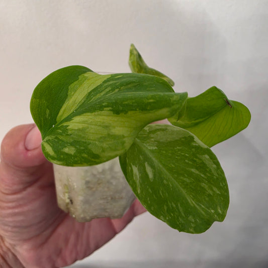 Monstera Electrolight – Exact Plant No. 3  - See Description