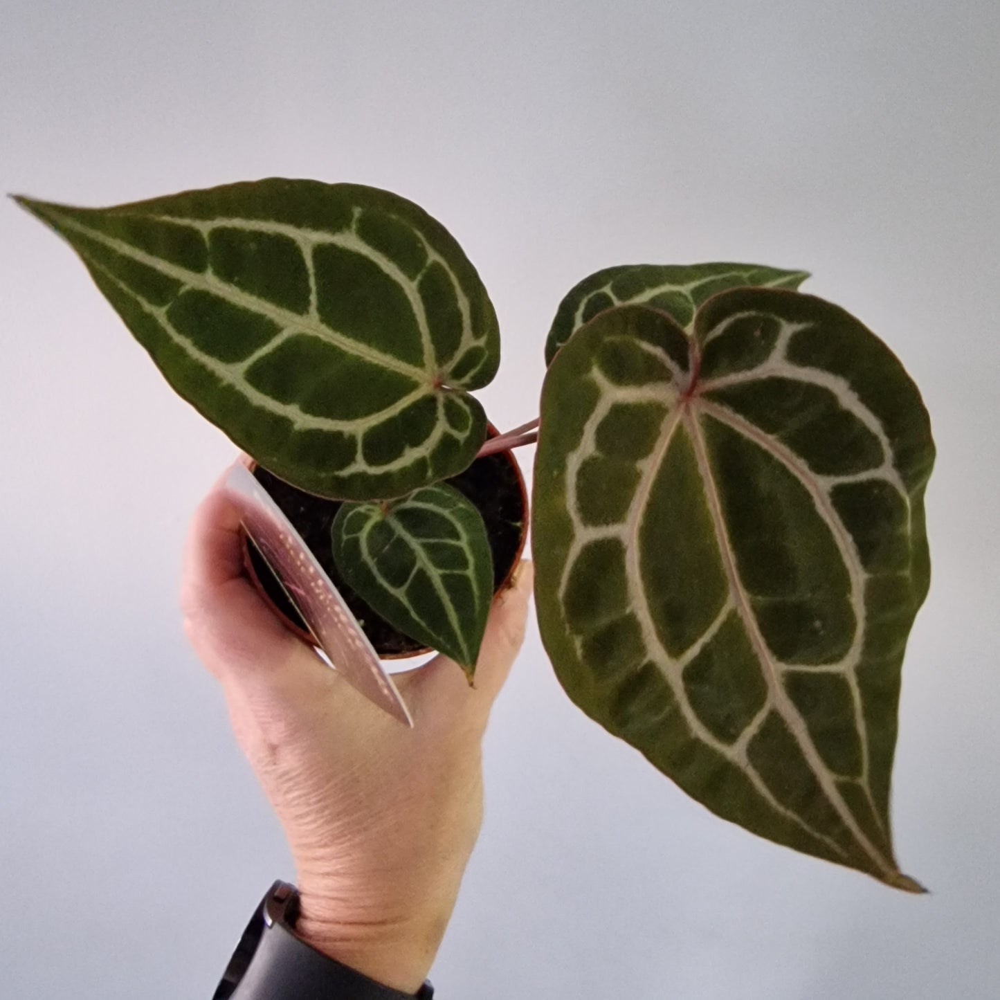 Anthurium ‘Michelle’ by DocBlock – 9cm Pot (#3)