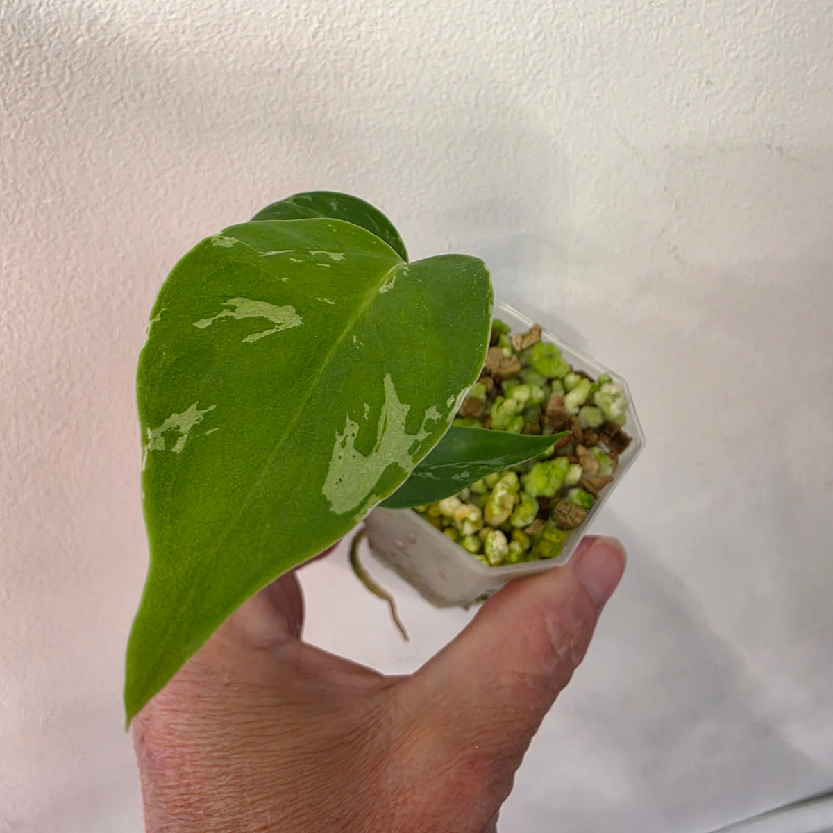 Monstera Bulbasaur – Fully Acclimatised | Exact Plant #9
