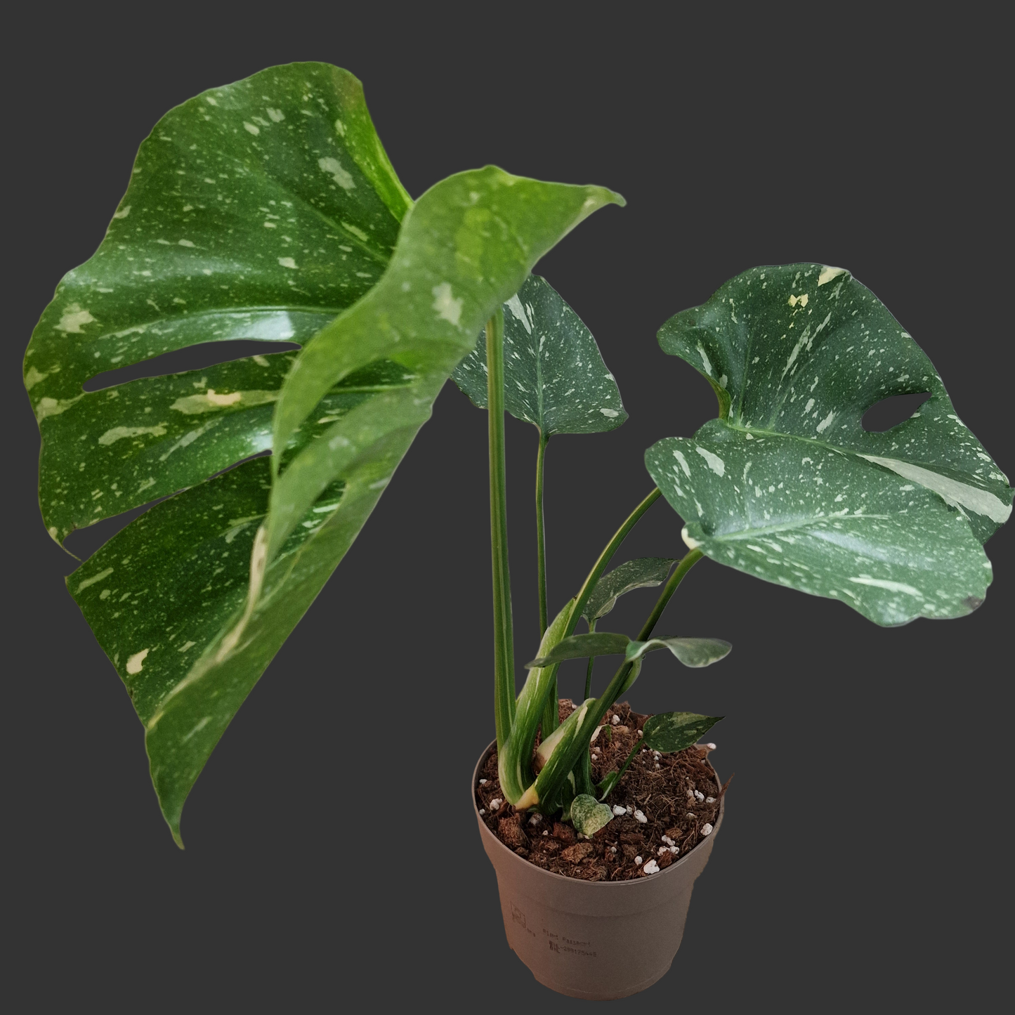 Monstera Thai Constellation Houseplant 12cm pot (3)